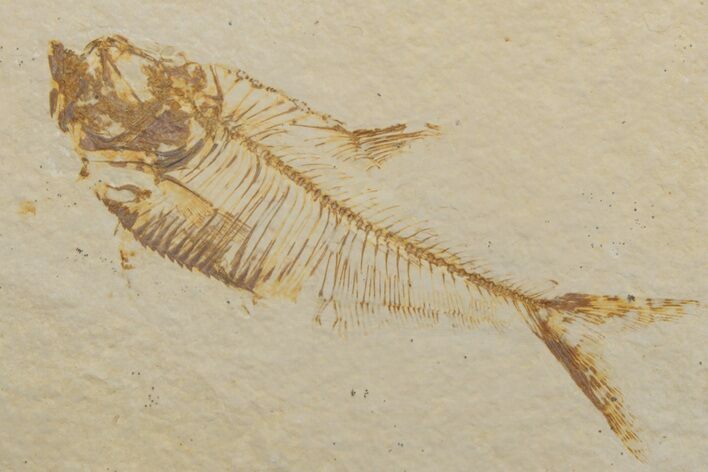 Fossil Fish (Diplomystus) - Green River Formation #217545